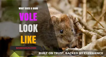 Identifying Bank Voles: Appearance, Features, and Physical Characteristics Explained