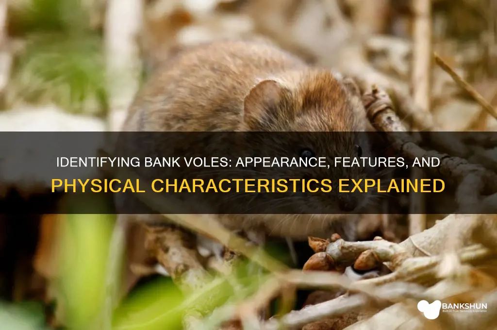 what does a bank vole look like