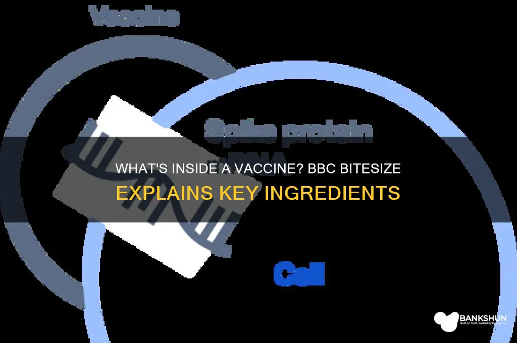 what does a vaccine contain bbc bitesize