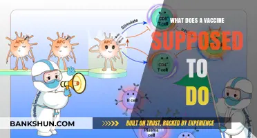 Understanding Vaccines: Their Purpose, Function, and Role in Immunity