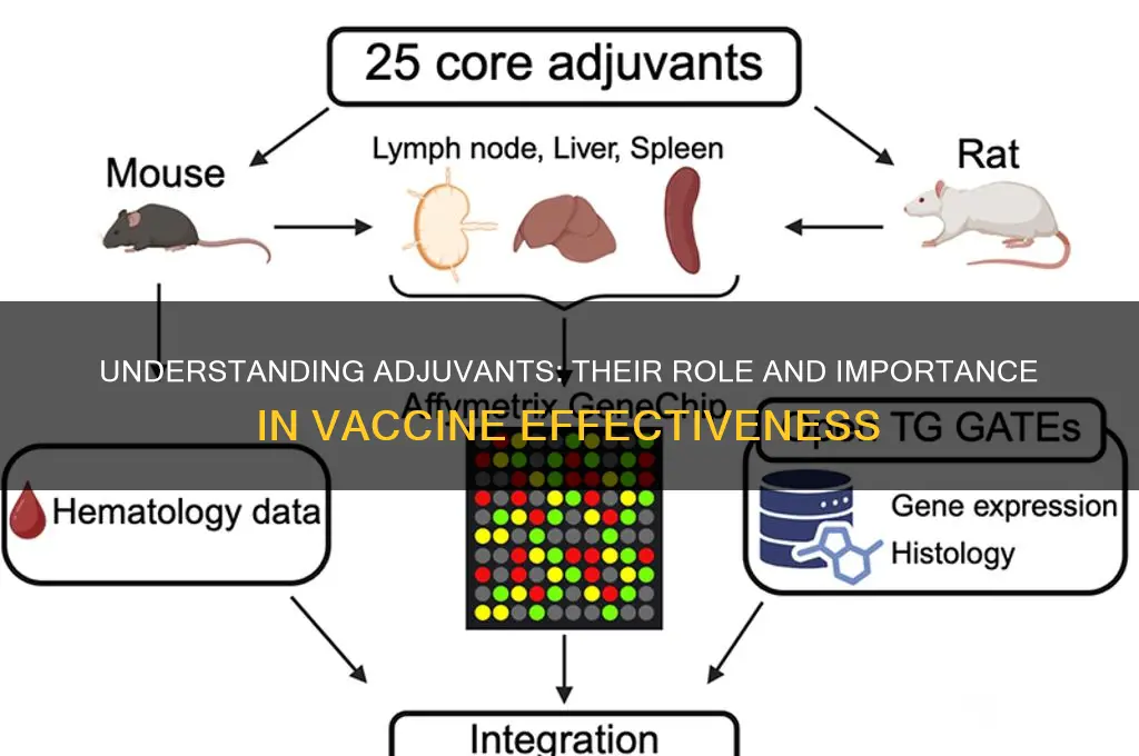 what does adjuvant mean in a vaccine