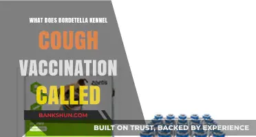Understanding the Bordetella Kennel Cough Vaccination: What It's Called