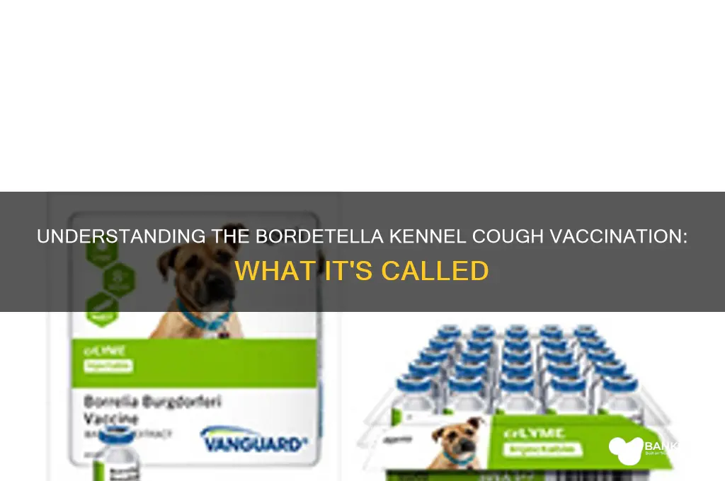 what does bordetella kennel cough vaccination called