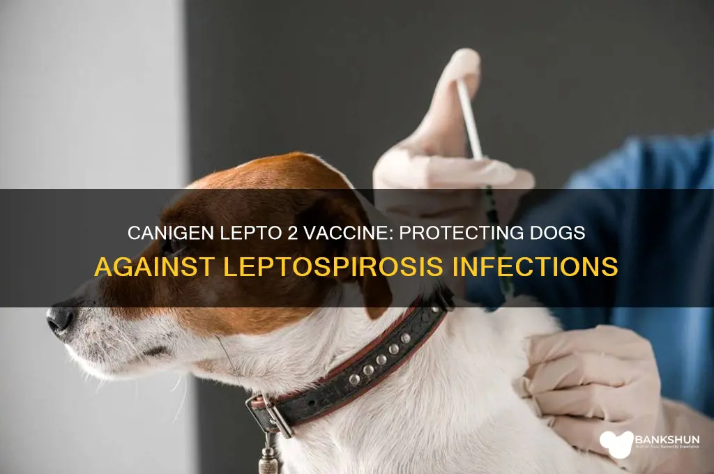 what does canigen lepto 2 vaccine against