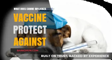 Canine Influenza Vaccine: Shielding Dogs from Deadly Viral Strains