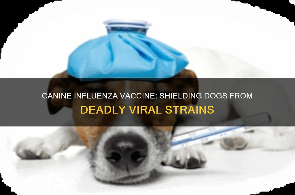 what does canine influenza vaccine protect against