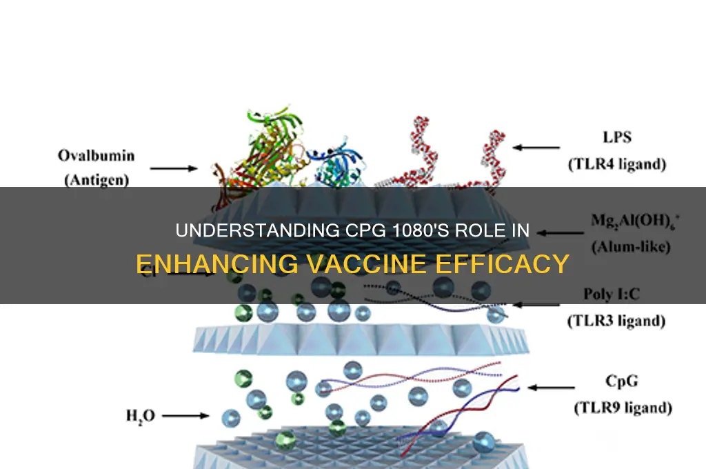 what does cpg 1080 do in vaccines