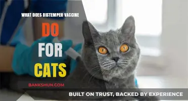 Understanding the Distemper Vaccine: Protecting Your Cat's Health