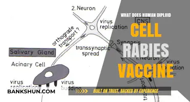 Understanding Human Diploid Cell Rabies Vaccine: Uses, Safety, and Effectiveness