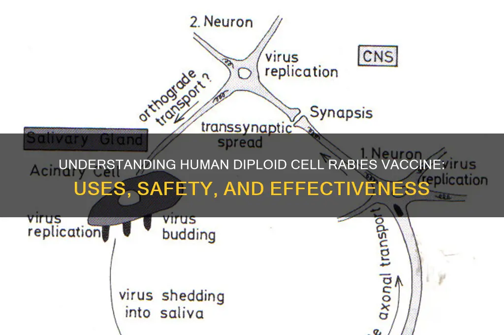 what does human diploid cell rabies vaccine