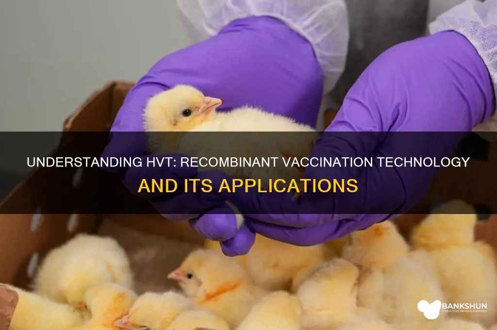 what does hvt stand for recombinant vaccination
