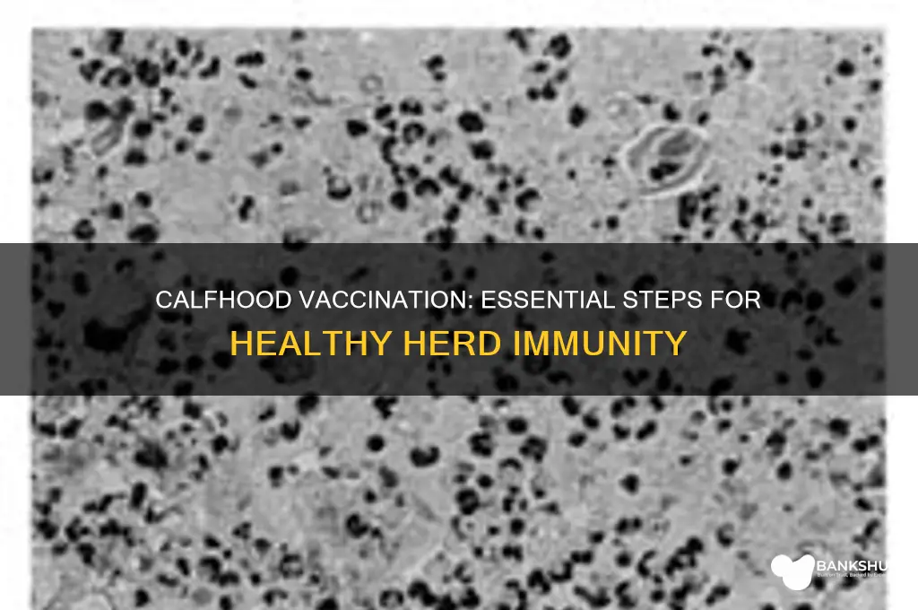 what does it mean to calfhood vaccinate