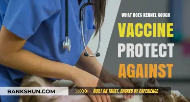 Kennel Cough Vaccine: Shielding Dogs from Contagious Respiratory Infections