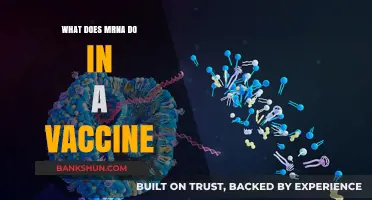 Understanding mRNA's Role in Vaccines: How It Triggers Immunity