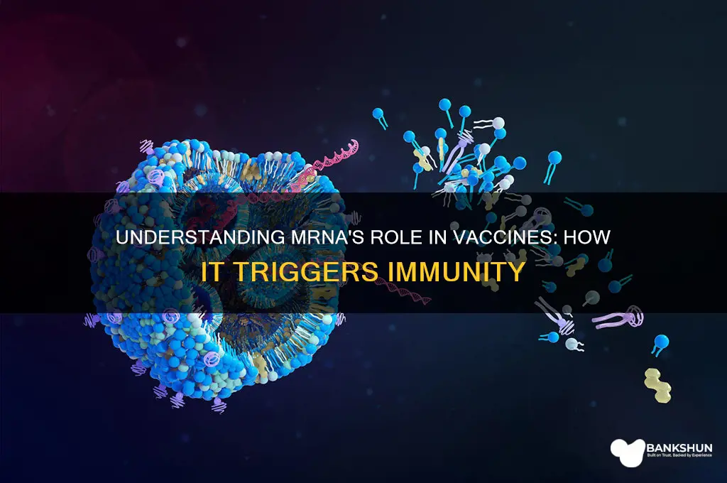 what does mrna do in a vaccine