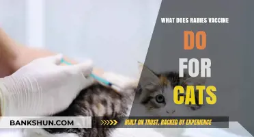 Understanding the Rabies Vaccine: Protecting Your Cat's Health and Safety