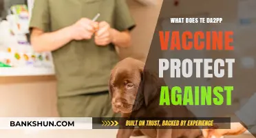 Understanding the DA2PP Vaccine: Diseases It Protects Your Dog Against