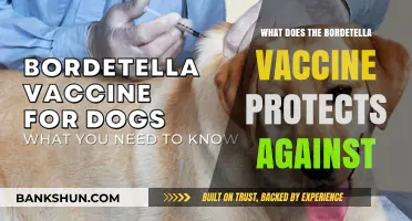 Bordetella Vaccine: Shielding Pets from Whooping Cough and Kennel Cough