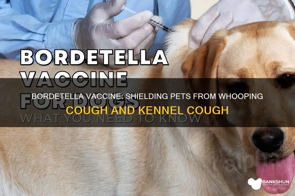 what does the bordetella vaccine protects against