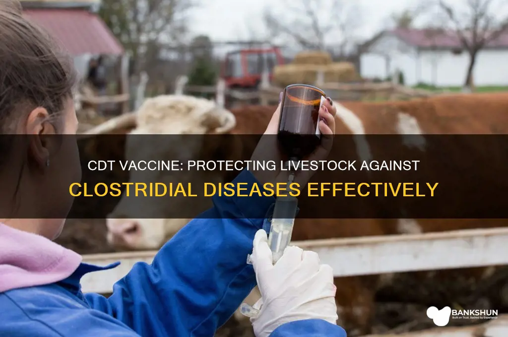 what does the cdt vaccine protect against