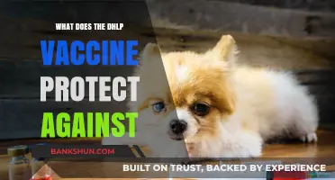 DHLP Vaccine: Essential Protection Against Deadly Diseases Explained