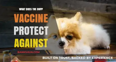 Understanding DHPP Vaccine: Diseases It Protects Your Dog Against