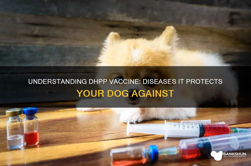 what does the dhpp vaccine protect against