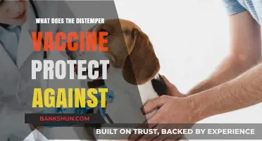 Distemper Vaccine: Essential Protection Against Deadly Canine Diseases Explained