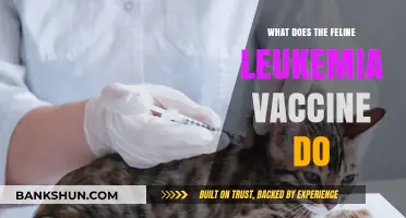 Understanding the Feline Leukemia Vaccine: Benefits and Protection for Cats