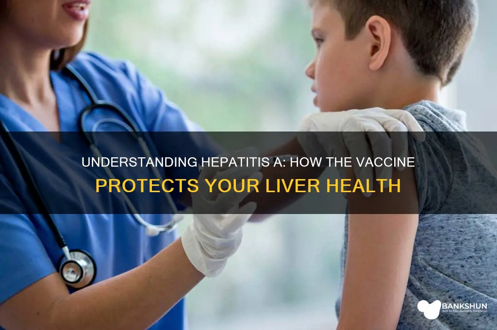 what does the hep a vaccine do