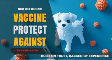 Understanding Lepto Vaccine: Diseases It Protects Against and Why It Matters
