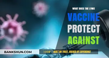 Understanding Lyme Vaccine: Protection Against Tick-Borne Illness Explained