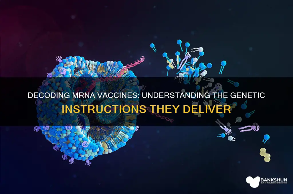 what does the mrna vaccine code for