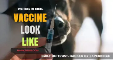 Understanding the Appearance of the Rabies Vaccine: A Visual Guide