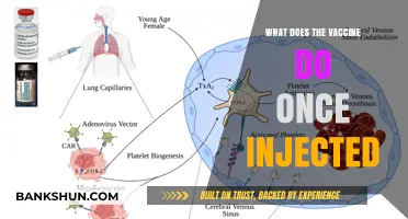 How Vaccines Work: Unveiling the Science Behind the Injection