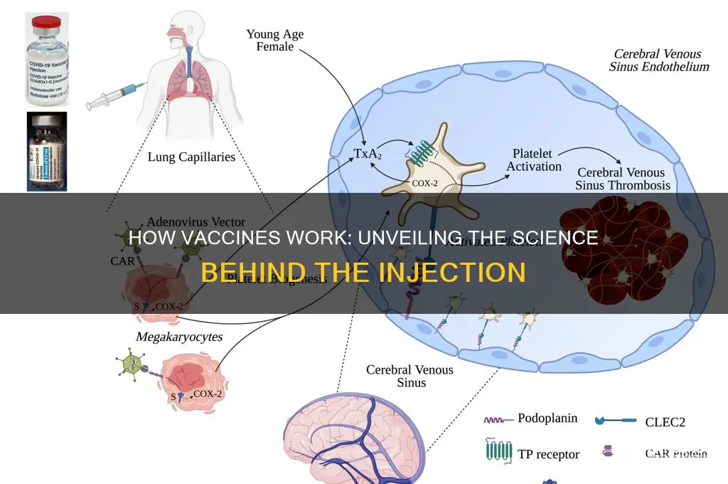 what does the vaccine do once injected