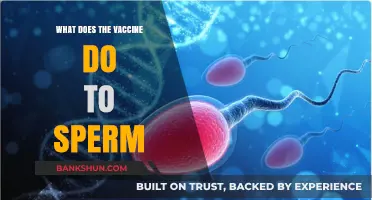 Vaccines and Fertility: Debunking Myths About Sperm Health