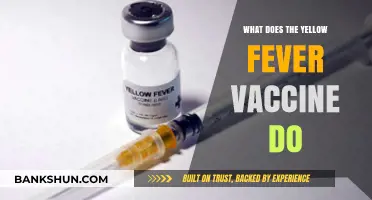 Understanding Yellow Fever Vaccine: Protection, Benefits, and How It Works