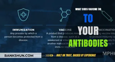 How Vaccines Boost Antibodies: Understanding Immune System Response