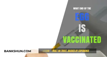 Which End of the Egg Receives Vaccination: Unraveling the Mystery