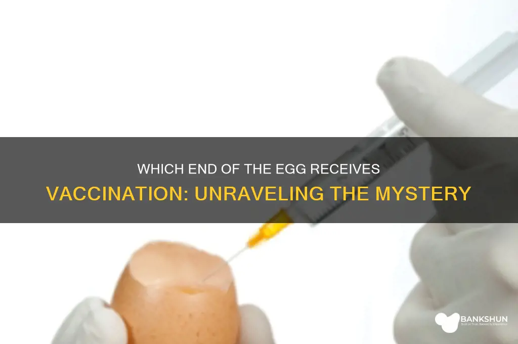 what end of the egg is vaccinated
