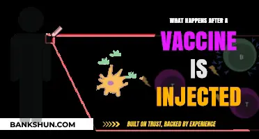 Unveiling the Post-Injection Journey: How Vaccines Activate Your Immune System