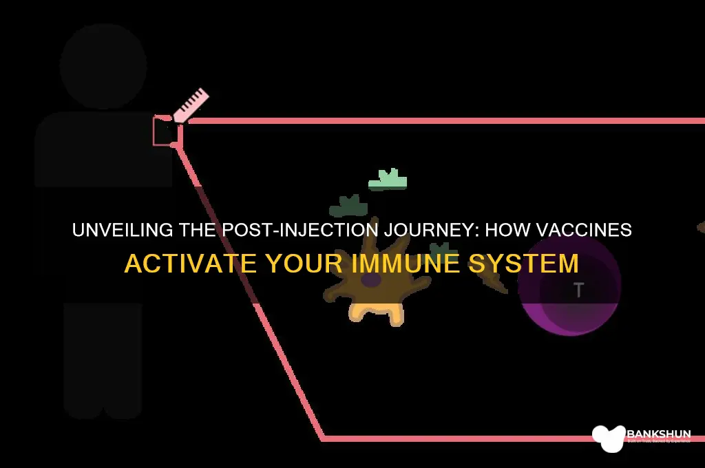 what happens after a vaccine is injected