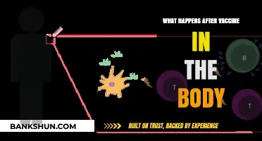 How Vaccines Trigger Immune Response and Protect Your Body