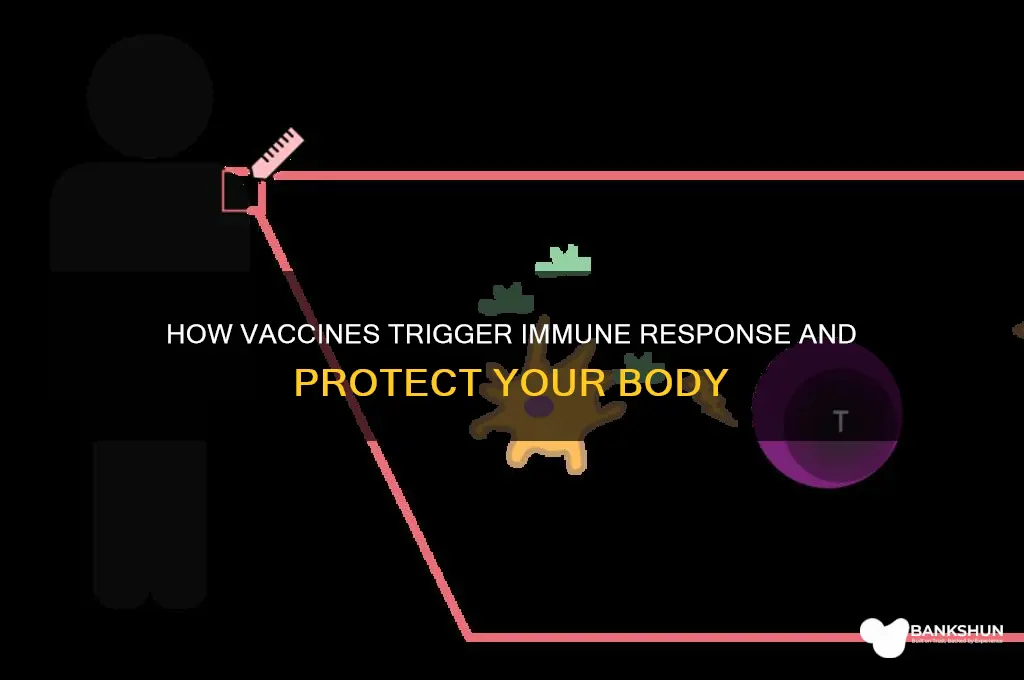 what happens after vaccine in the body