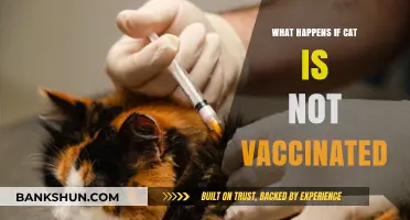 Unvaccinated Cats: Risks, Diseases, and Preventable Health Consequences Explained