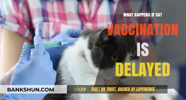 Delayed Cat Vaccination: Risks, Consequences, and What You Need to Know