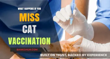 Skipping Cat Vaccinations: Risks, Consequences, and Preventive Measures