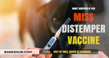 Skipping the Distemper Vaccine: Risks, Consequences, and Prevention Tips