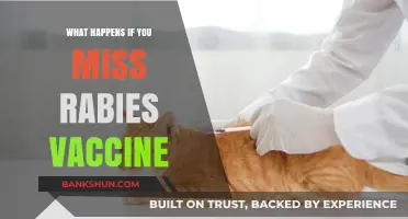 Skipping Rabies Vaccine: Risks, Consequences, and Prevention Strategies Explained